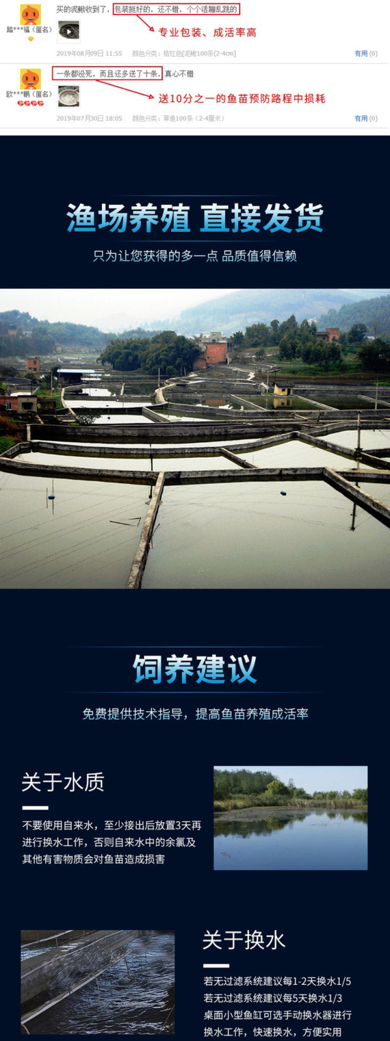 丁桂鱼丁桂鱼苗优质丁桂鱼苗批发