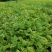 金边连翘连翘杯苗双色杯四川成都货源可视频看货