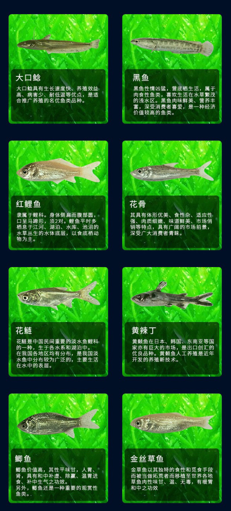 丁桂鱼丁桂鱼苗优质丁桂鱼苗批发