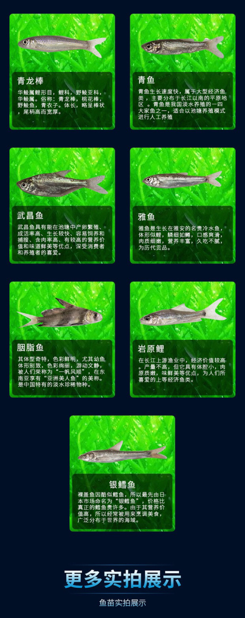 丁桂鱼丁桂鱼苗优质丁桂鱼苗批发