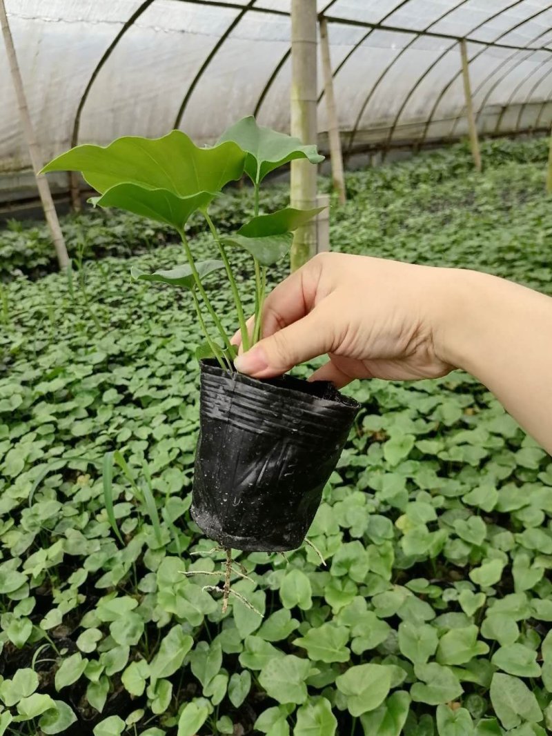 成都郫都区春芋基地，小杯苗，13杯，