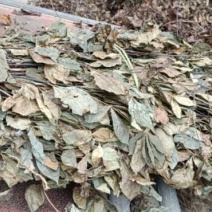 正宗广西野生肿节风，批发加零售
