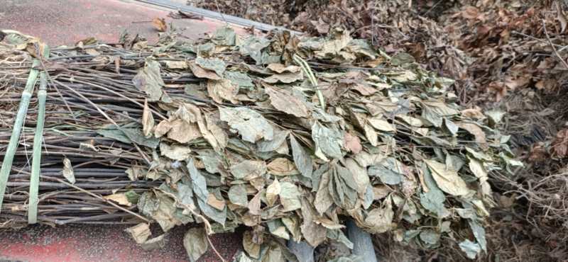 正宗广西野生肿节风，批发加零售