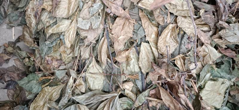 正宗广西野生肿节风，批发加零售