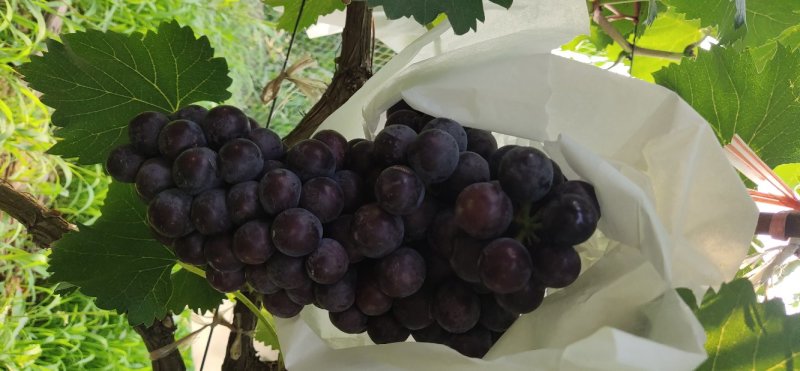 夏黑葡萄