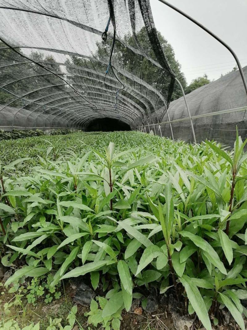 兰花草小杯苗高度30-40公分量多欢迎咨询了解