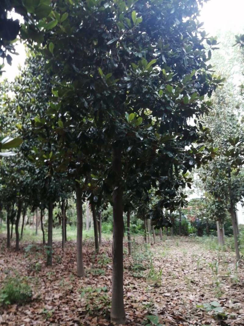 广玉兰，苗圃基地常年大量供应广玉兰规格齐全