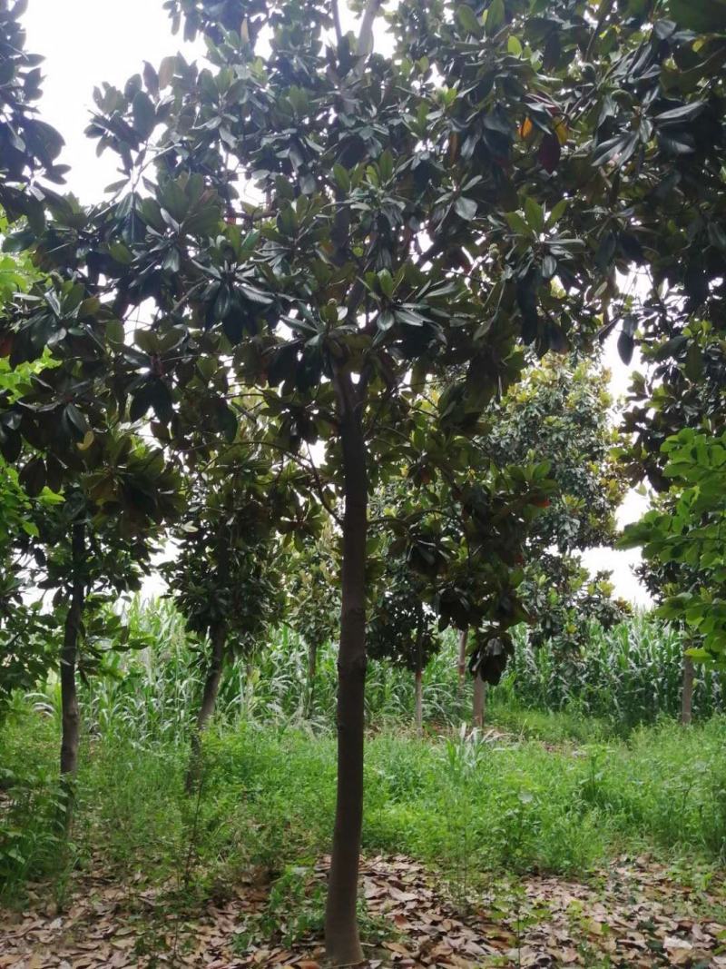 广玉兰，苗圃基地常年大量供应广玉兰规格齐全