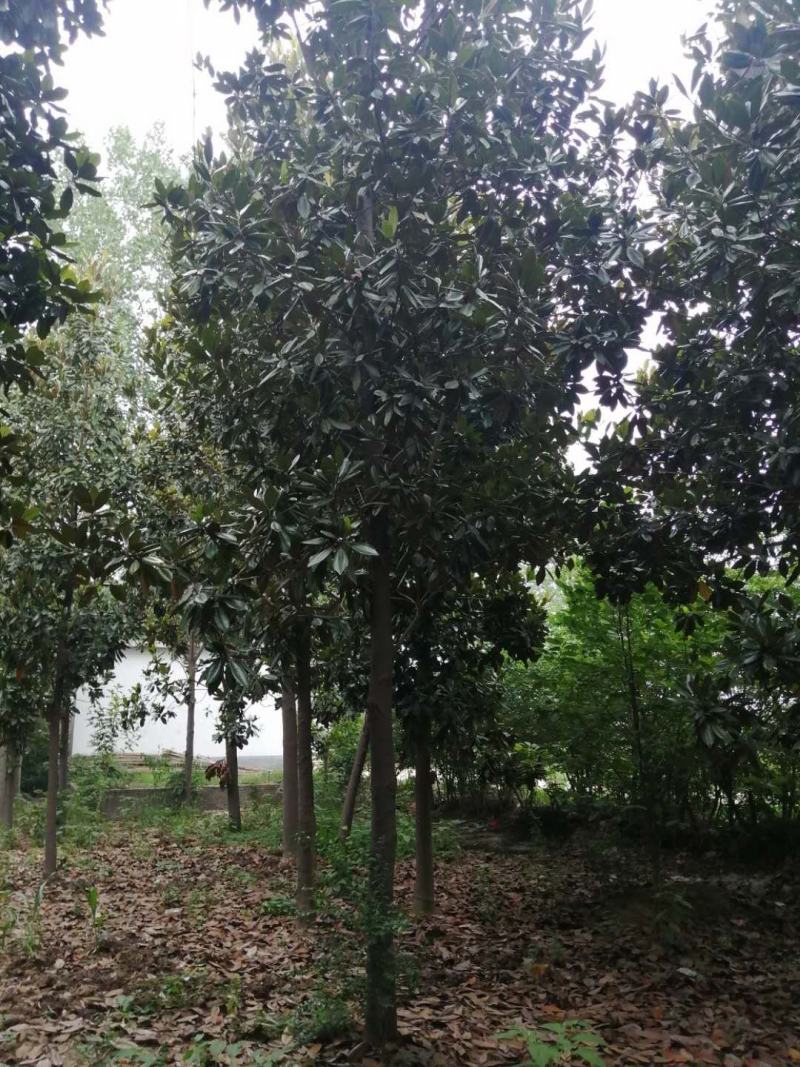 广玉兰，苗圃基地常年大量供应广玉兰规格齐全