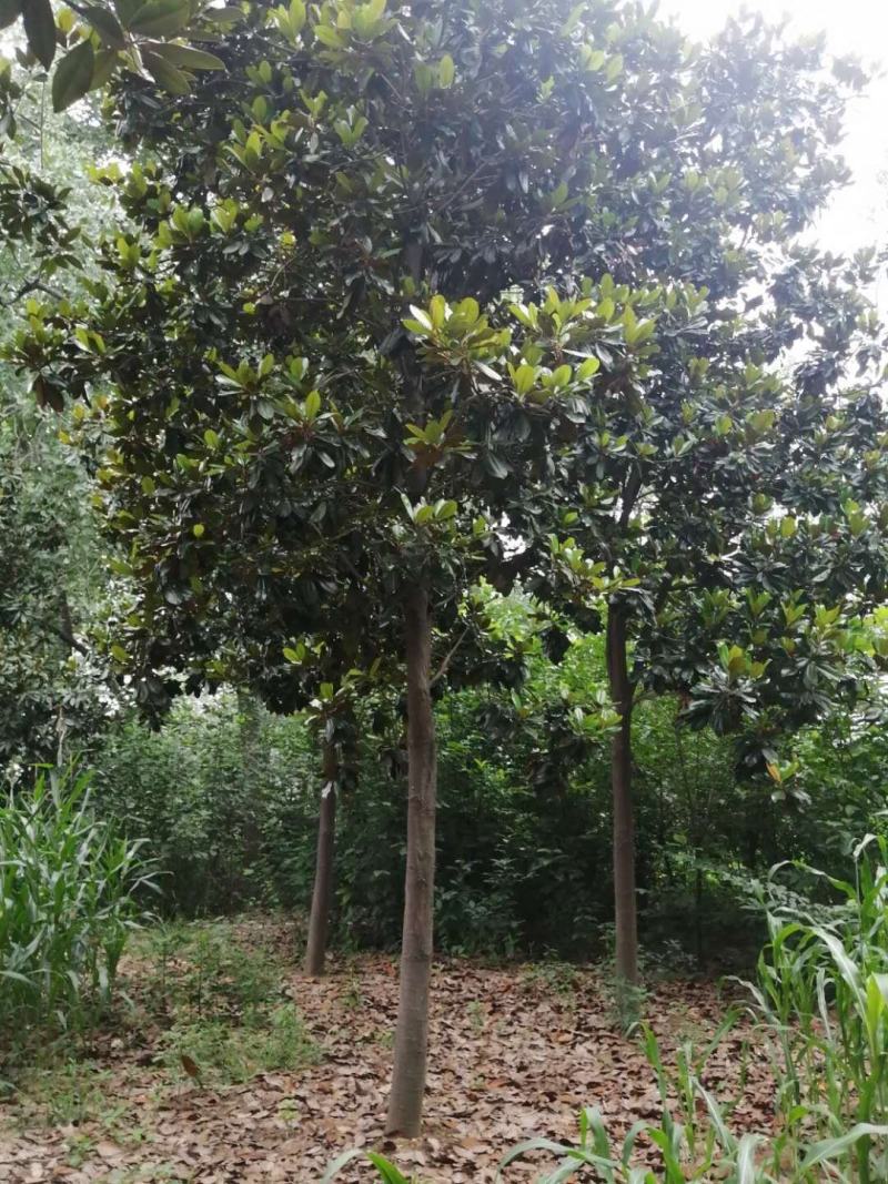 广玉兰，苗圃基地常年大量供应广玉兰规格齐全