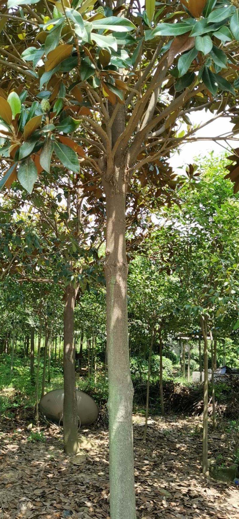 广玉兰，苗圃基地常年大量供应广玉兰规格齐全