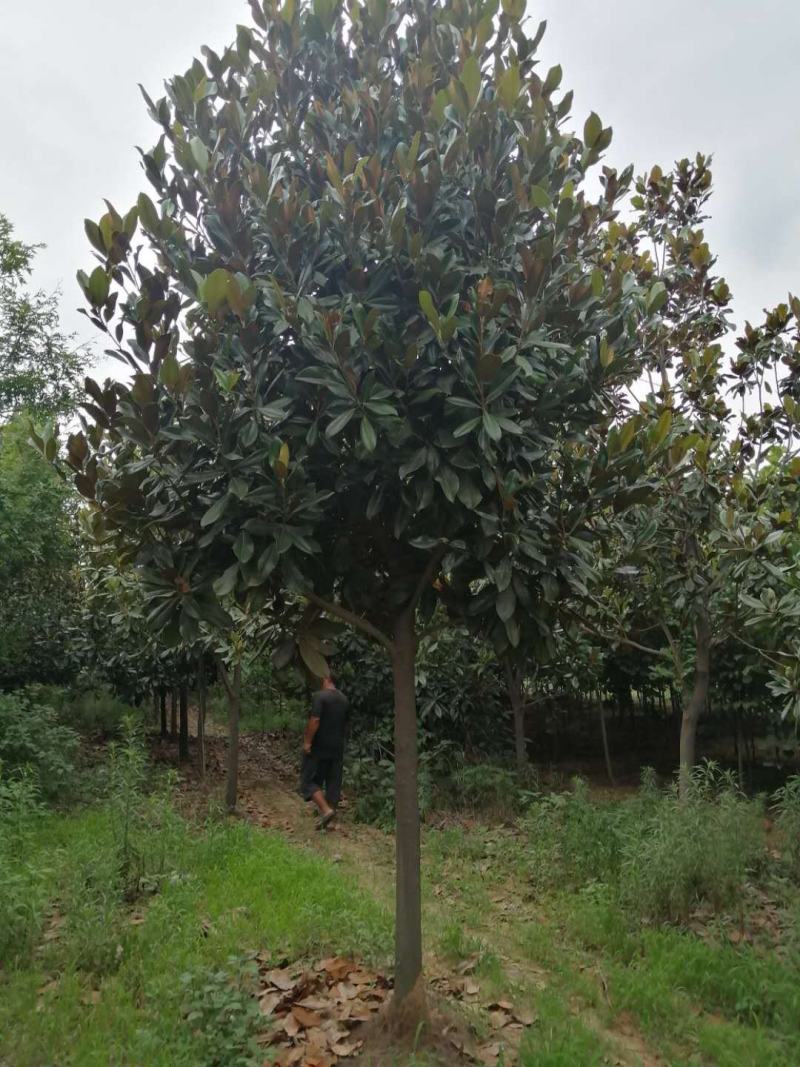 广玉兰，苗圃基地常年大量供应广玉兰规格齐全
