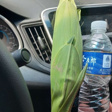 水果玉米，质量好，个大，没虫