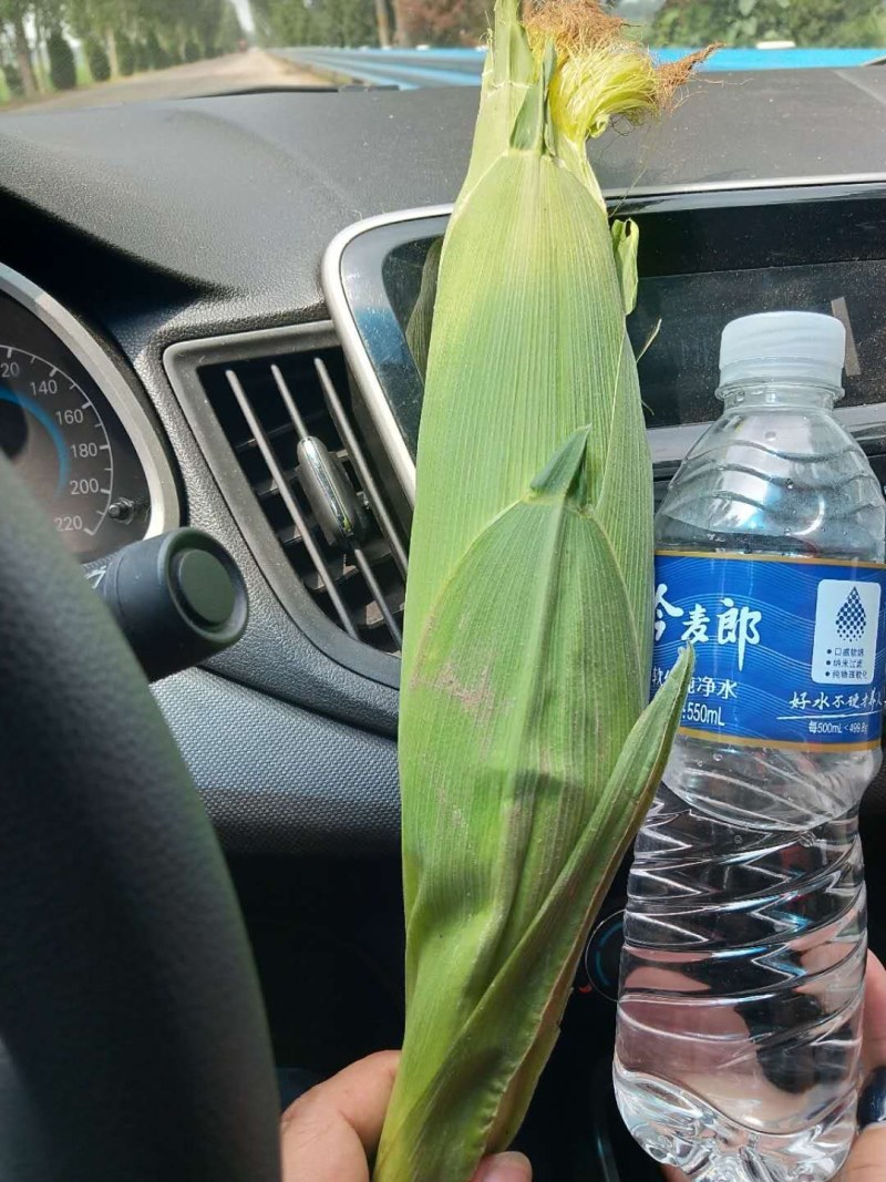水果玉米，质量好，个大，没虫