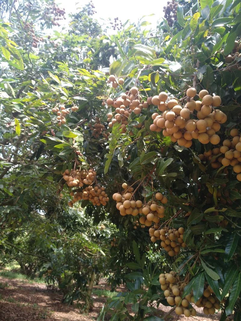 储良果靓货，百家果已大量上市，价格亲民，