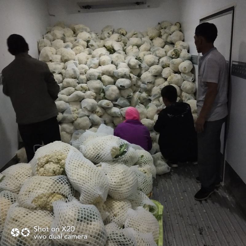 甘肃白花菜花，电商美团整车接单