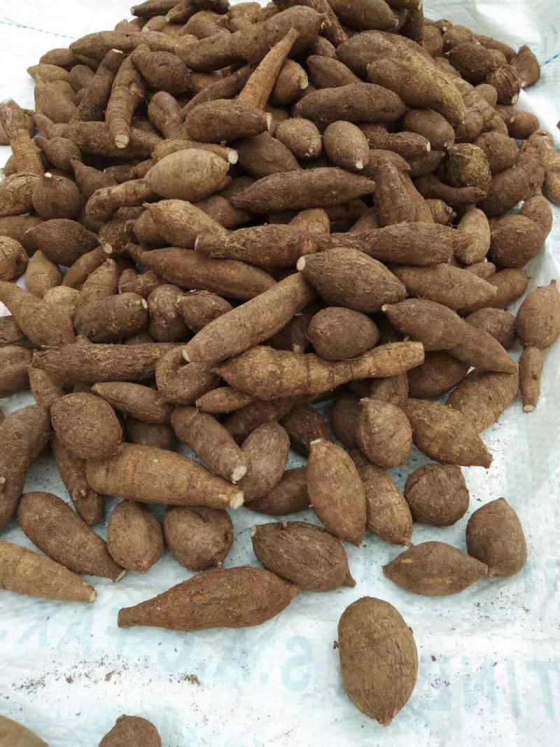牛大力，野生黑皮牛大力，家种的都有，分大，中，小规格