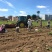 西瓜红密薯，1000亩基地直供，现挖整车发货