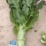 兰州高原夏菜优质红叶香莴笋