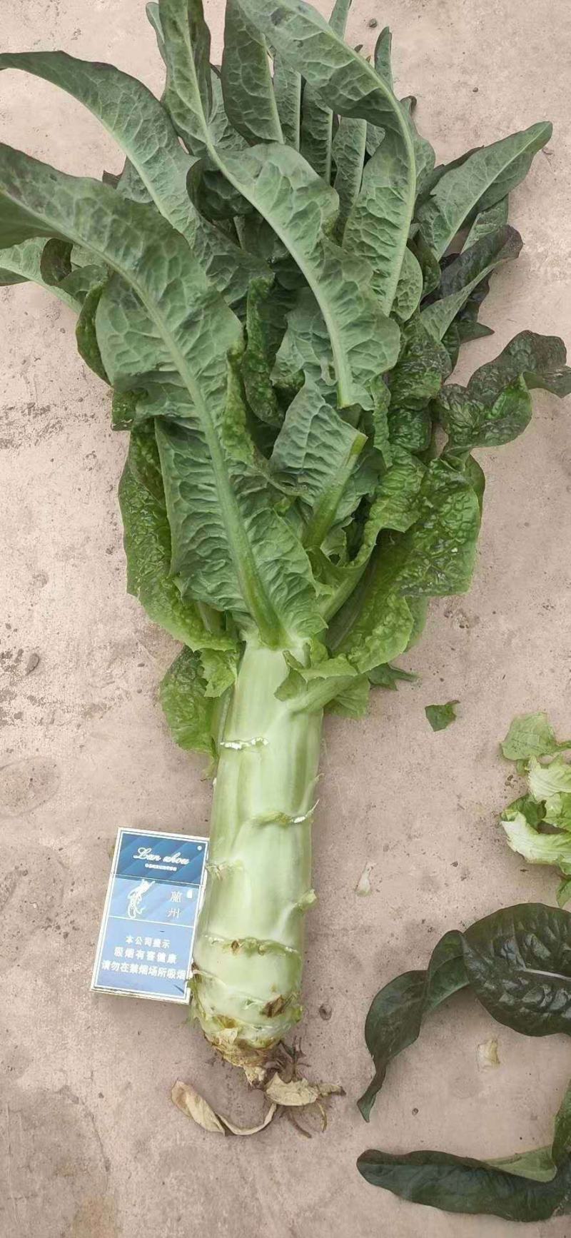 兰州高原夏菜优质红叶香莴笋