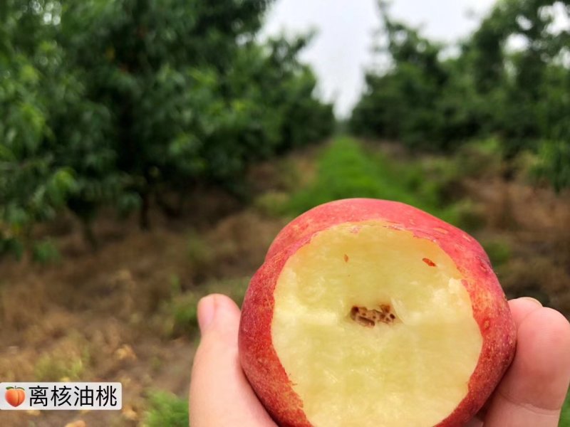 离核油桃，全山东*甜，**找不出第二家，找到比我甜的不要