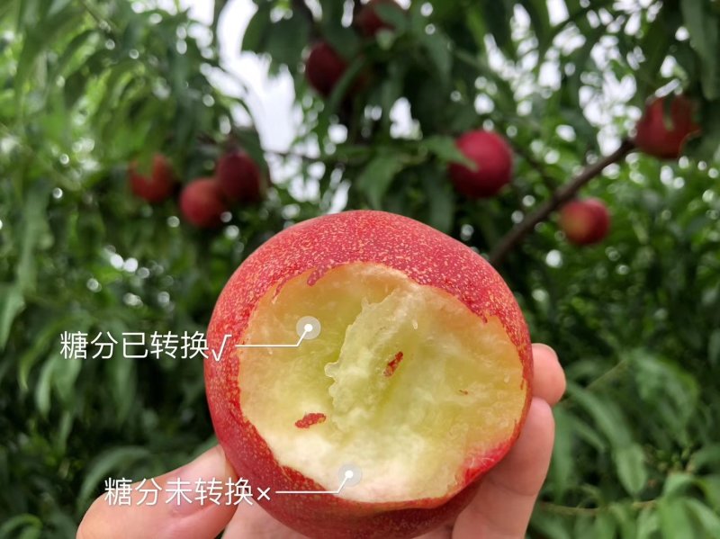离核油桃，全山东*甜，**找不出第二家，找到比我甜的不要
