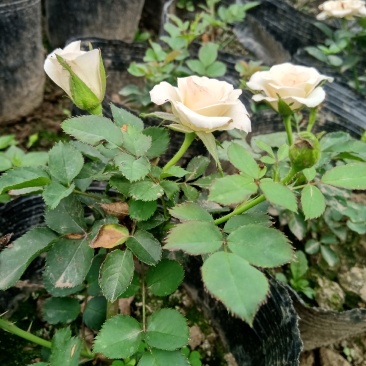 玫瑰花盆栽鲜花，康乃馨鲜花