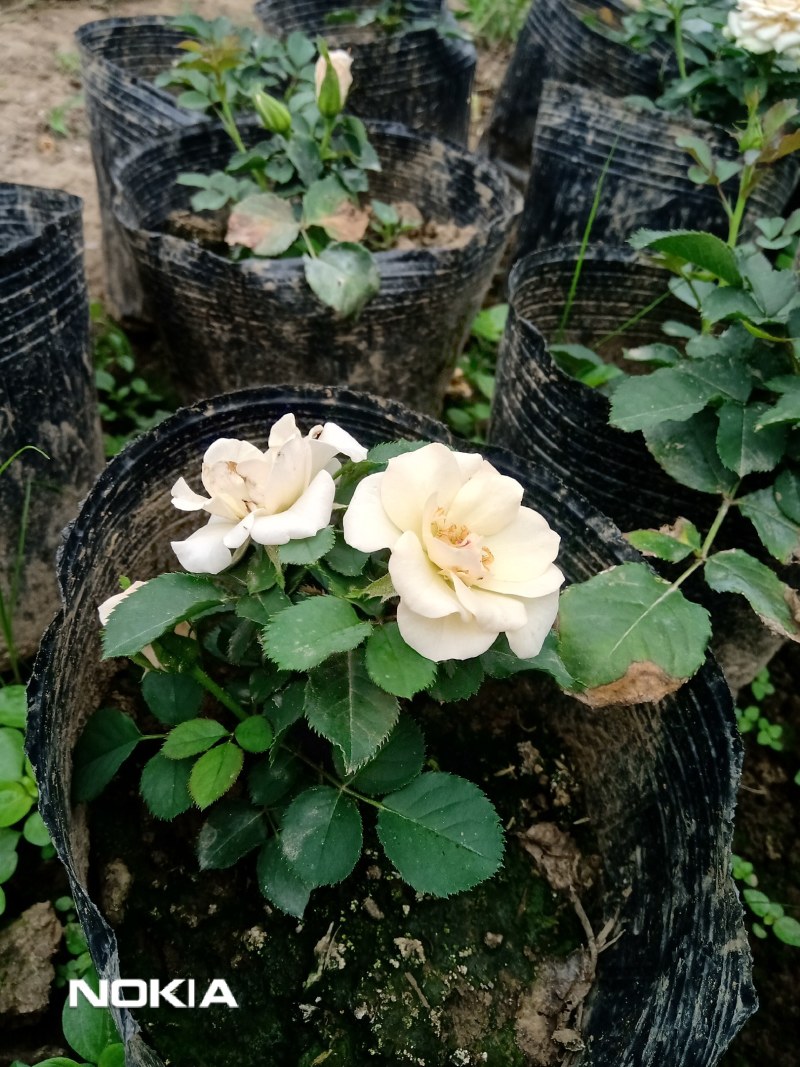 玫瑰花盆栽鲜花，康乃馨鲜花