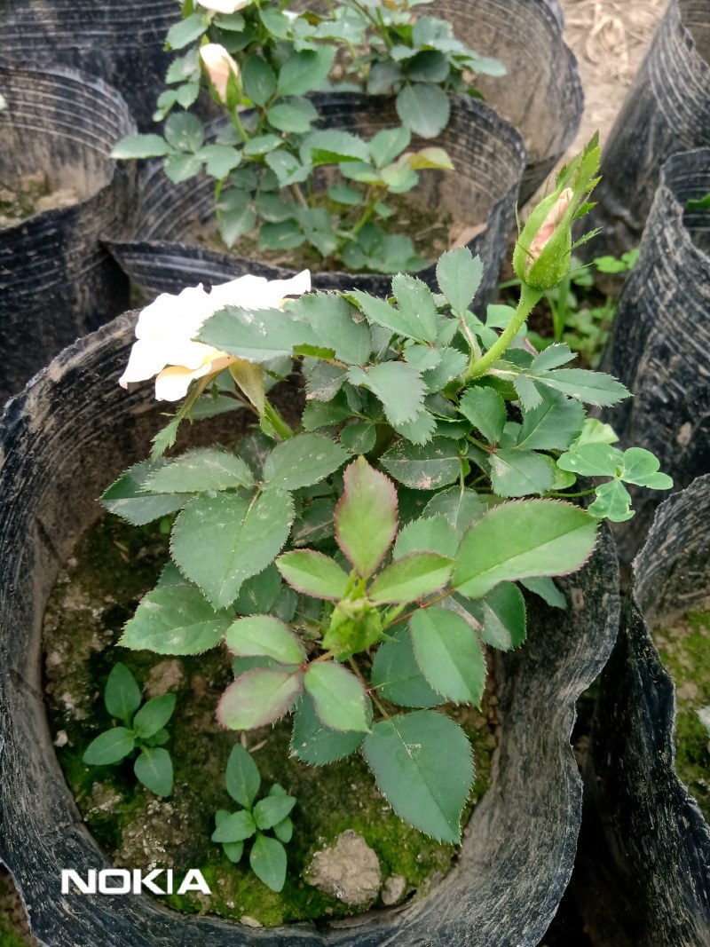 玫瑰花盆栽鲜花，康乃馨鲜花