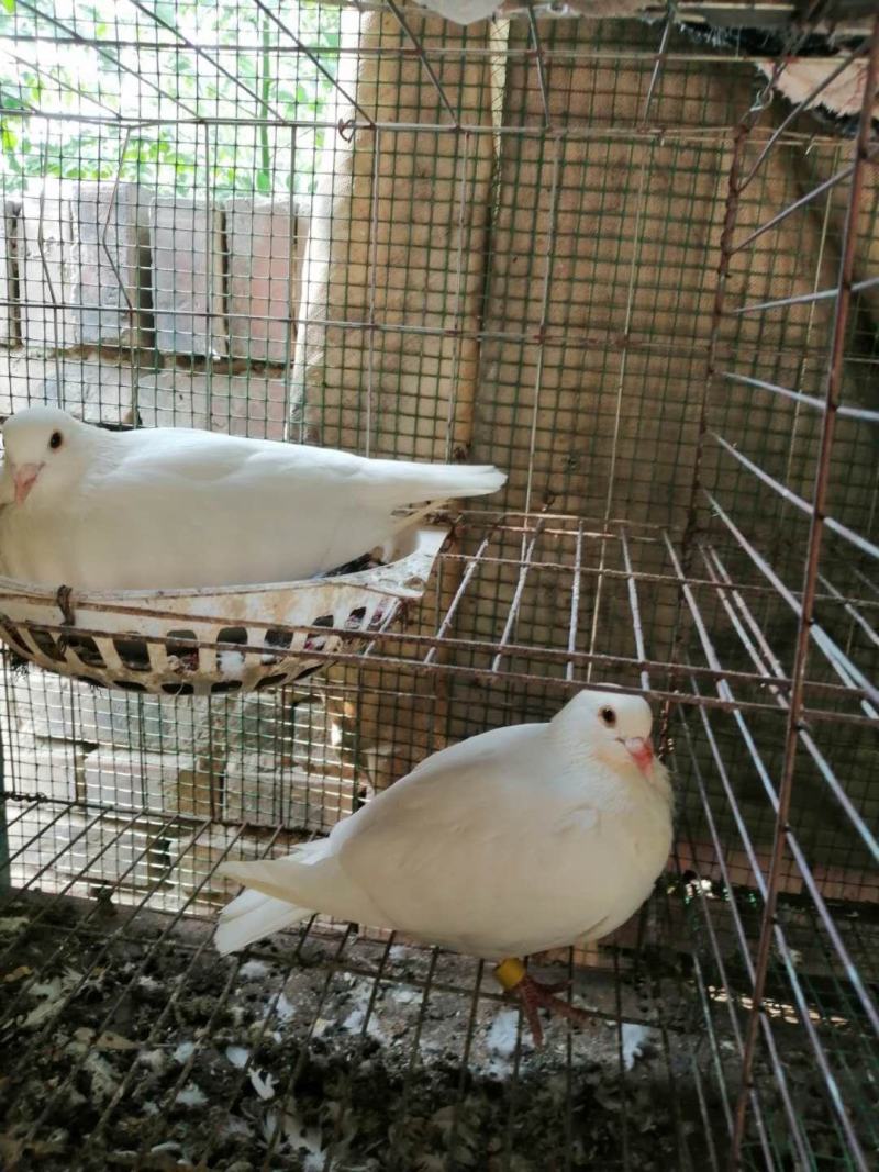 白信鸽种鸽幼崽青年一对