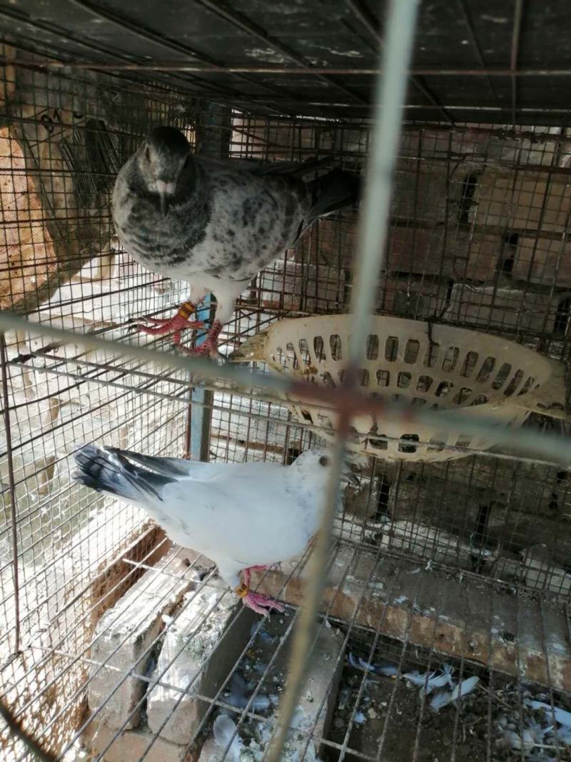 白信鸽种鸽幼崽青年一对