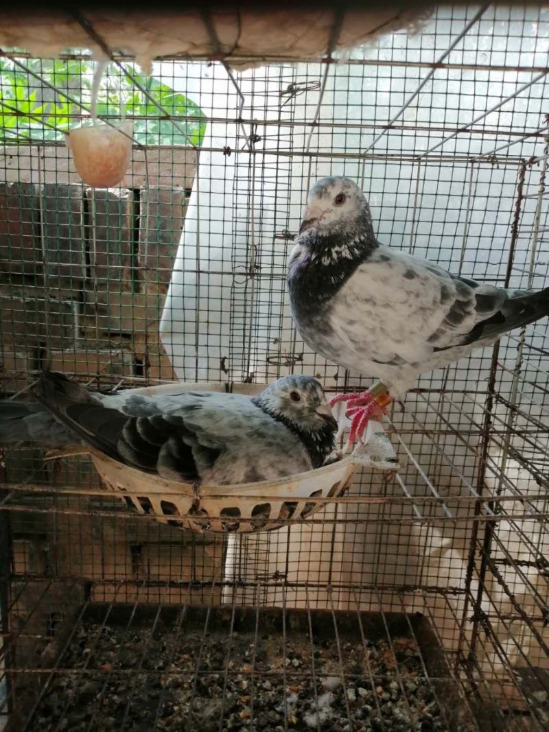 白信鸽种鸽幼崽青年一对