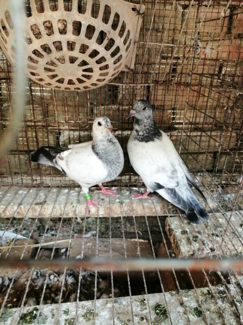 白信鸽种鸽幼崽青年一对