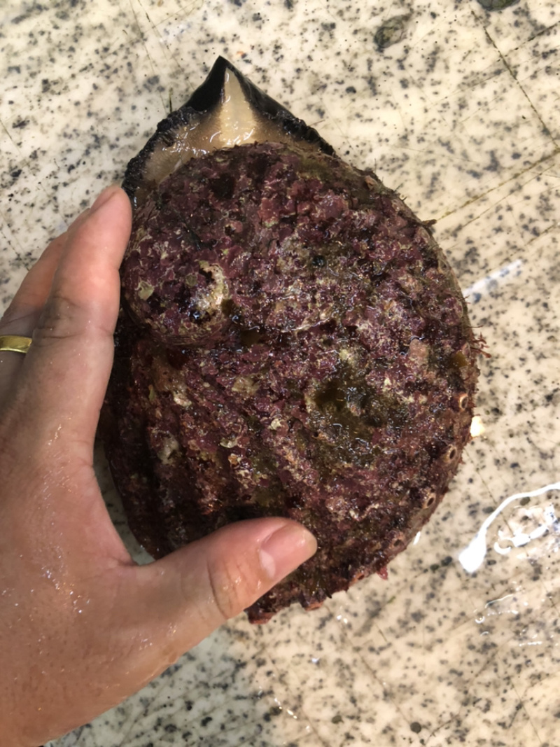 澳鲍产地澳洲进口靓货规格大小都有