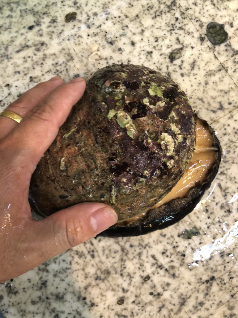 澳鲍产地澳洲进口靓货规格大小都有