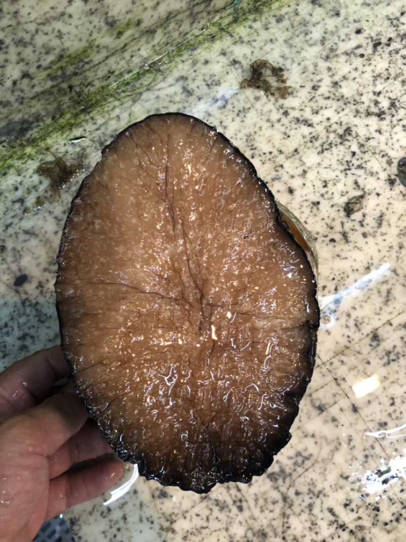 澳鲍产地澳洲进口靓货规格大小都有
