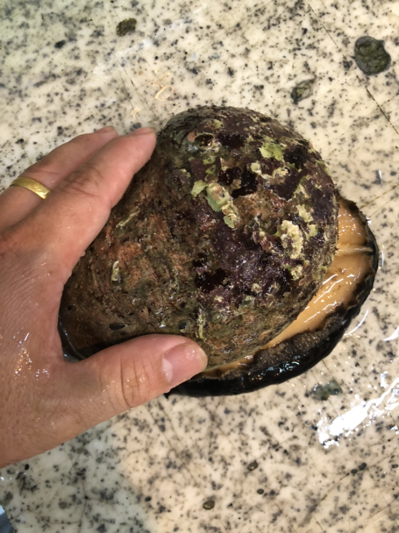 澳鲍产地澳洲进口靓货规格大小都有