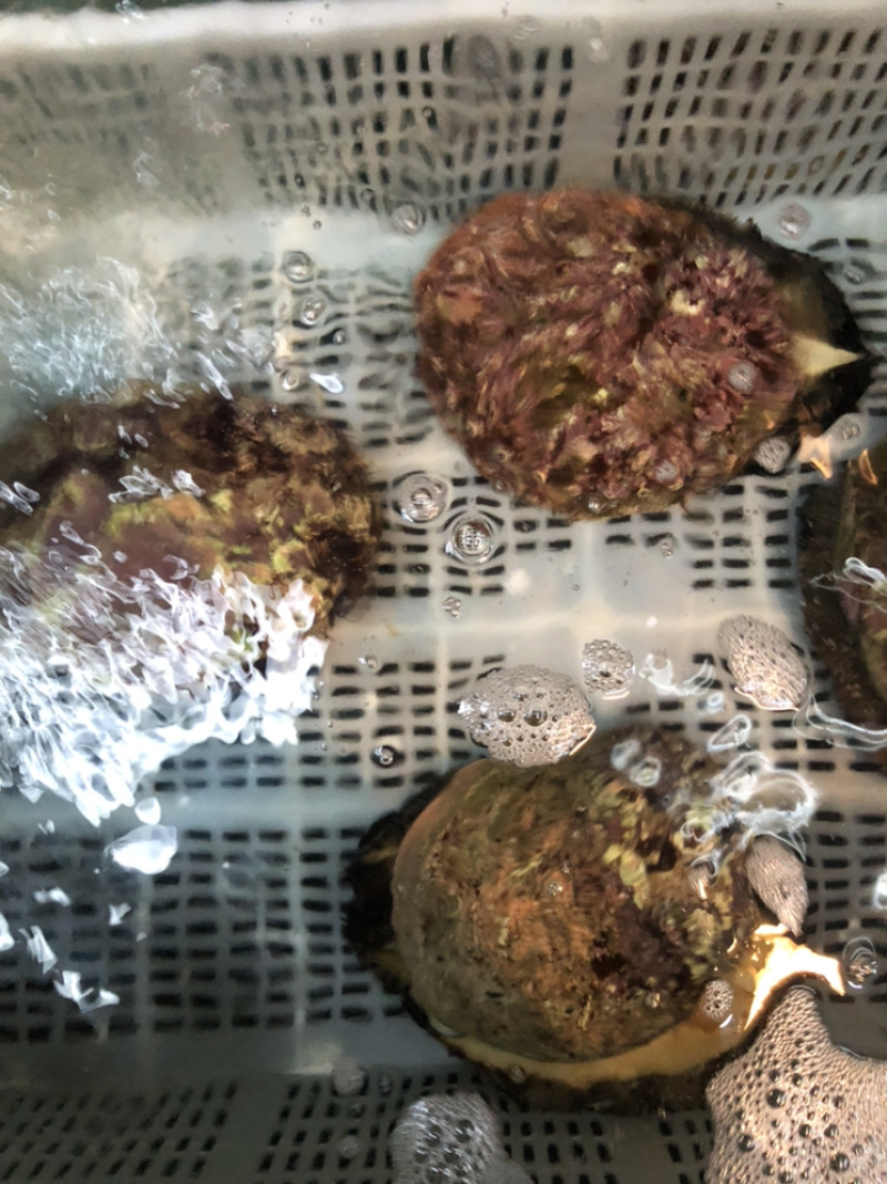 澳鲍产地澳洲进口靓货规格大小都有