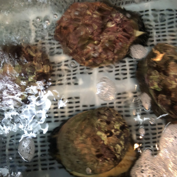 澳鲍产地澳洲进口靓货规格大小都有