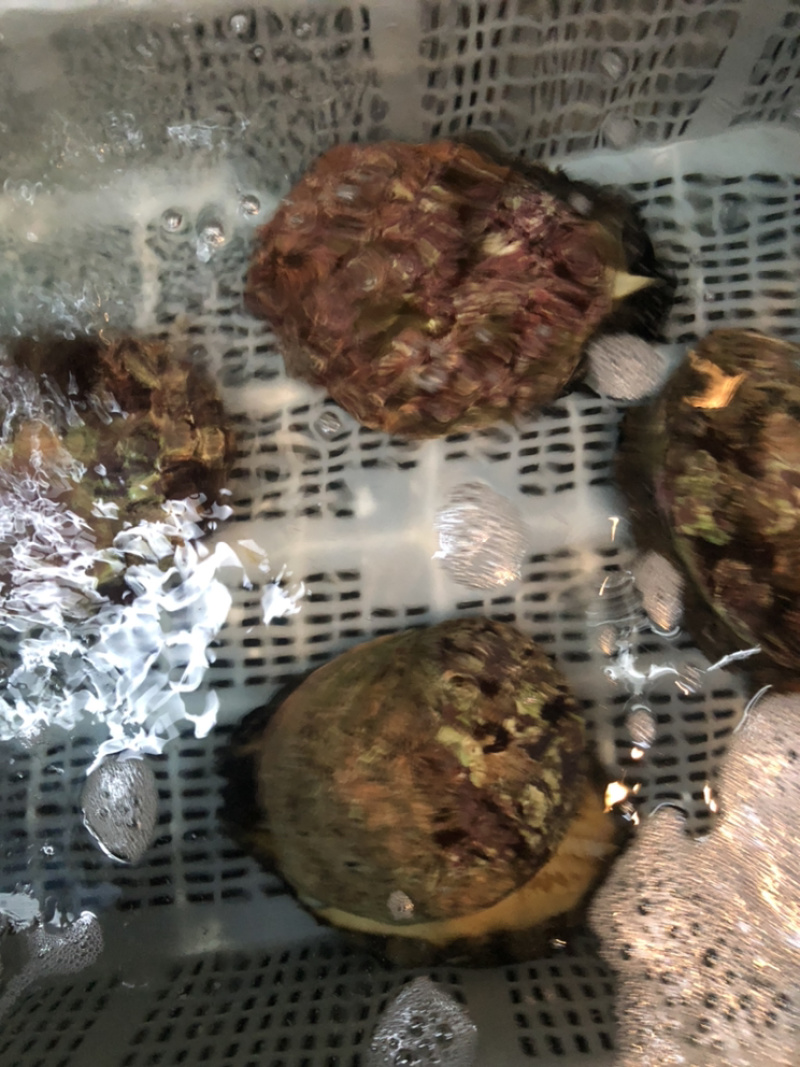 澳鲍产地澳洲进口靓货规格大小都有