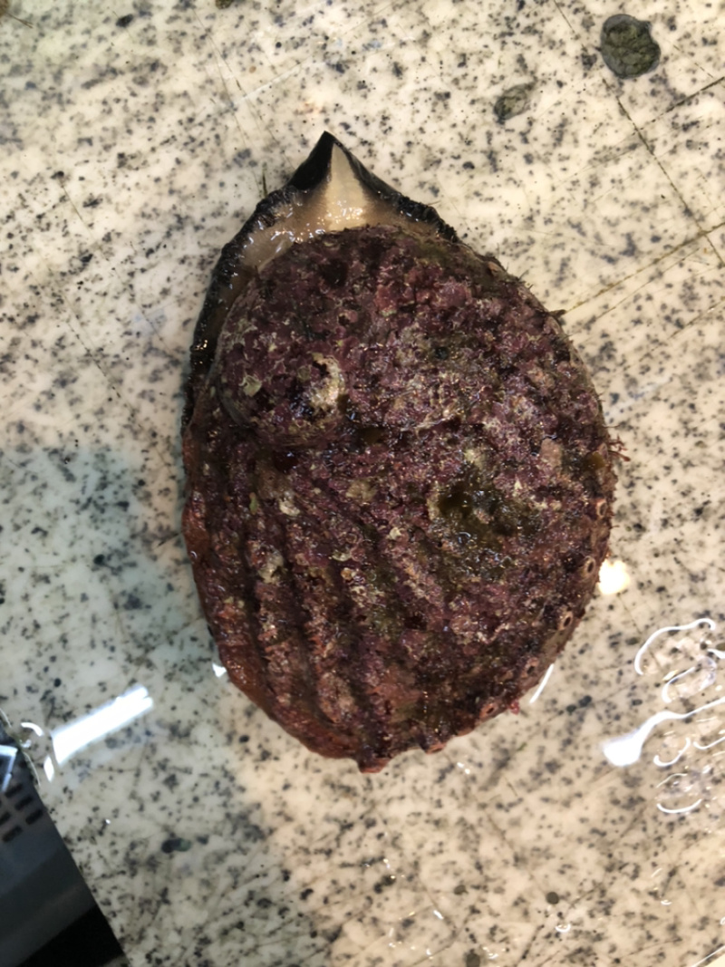 澳鲍产地澳洲进口靓货规格大小都有
