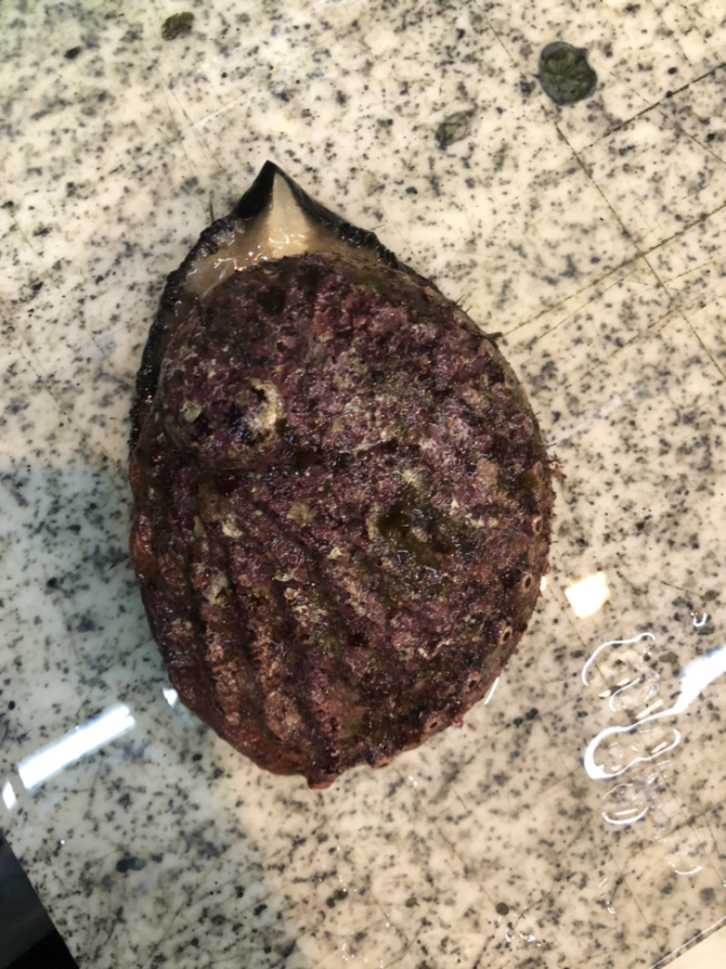 澳鲍产地澳洲进口靓货规格大小都有