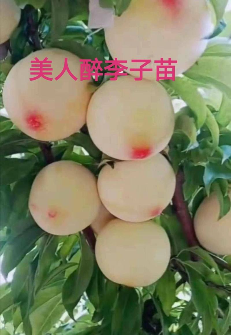 美人醉李子嫁接苗包品种包结果死苗补发