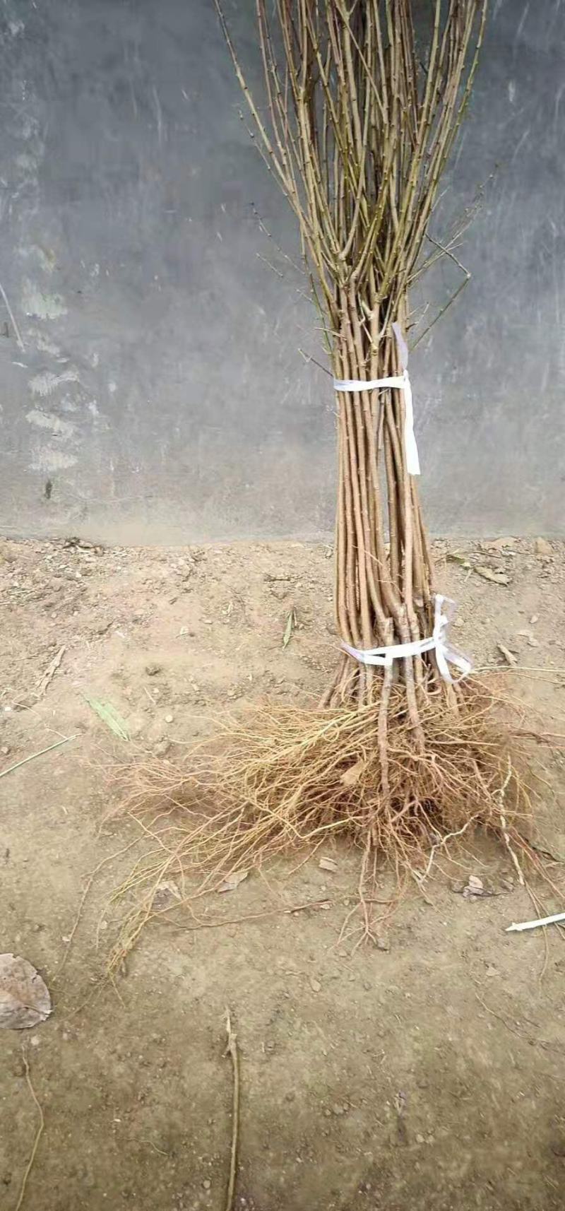 美人醉李子嫁接苗包品种包结果死苗补发