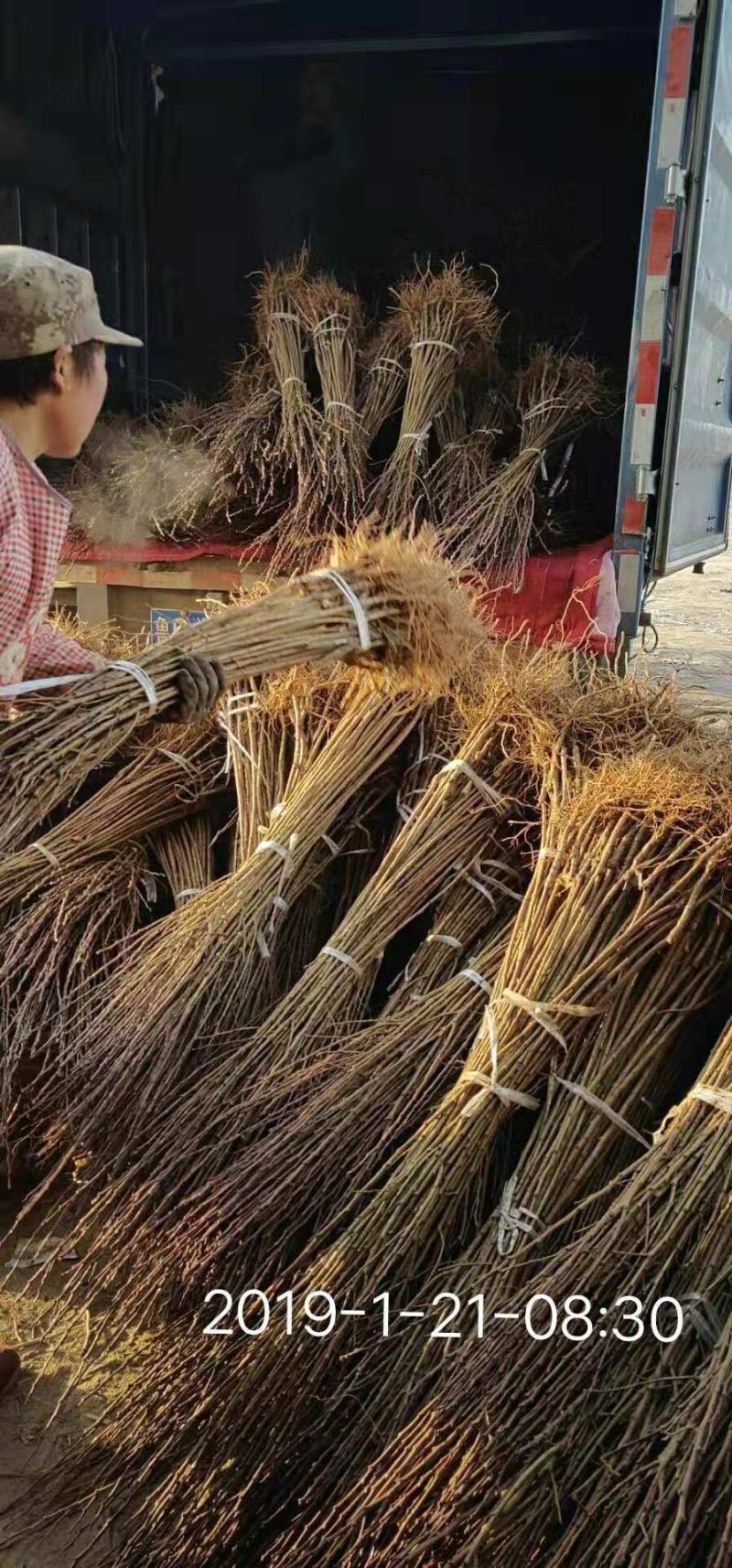 美人醉李子嫁接苗包品种包结果死苗补发
