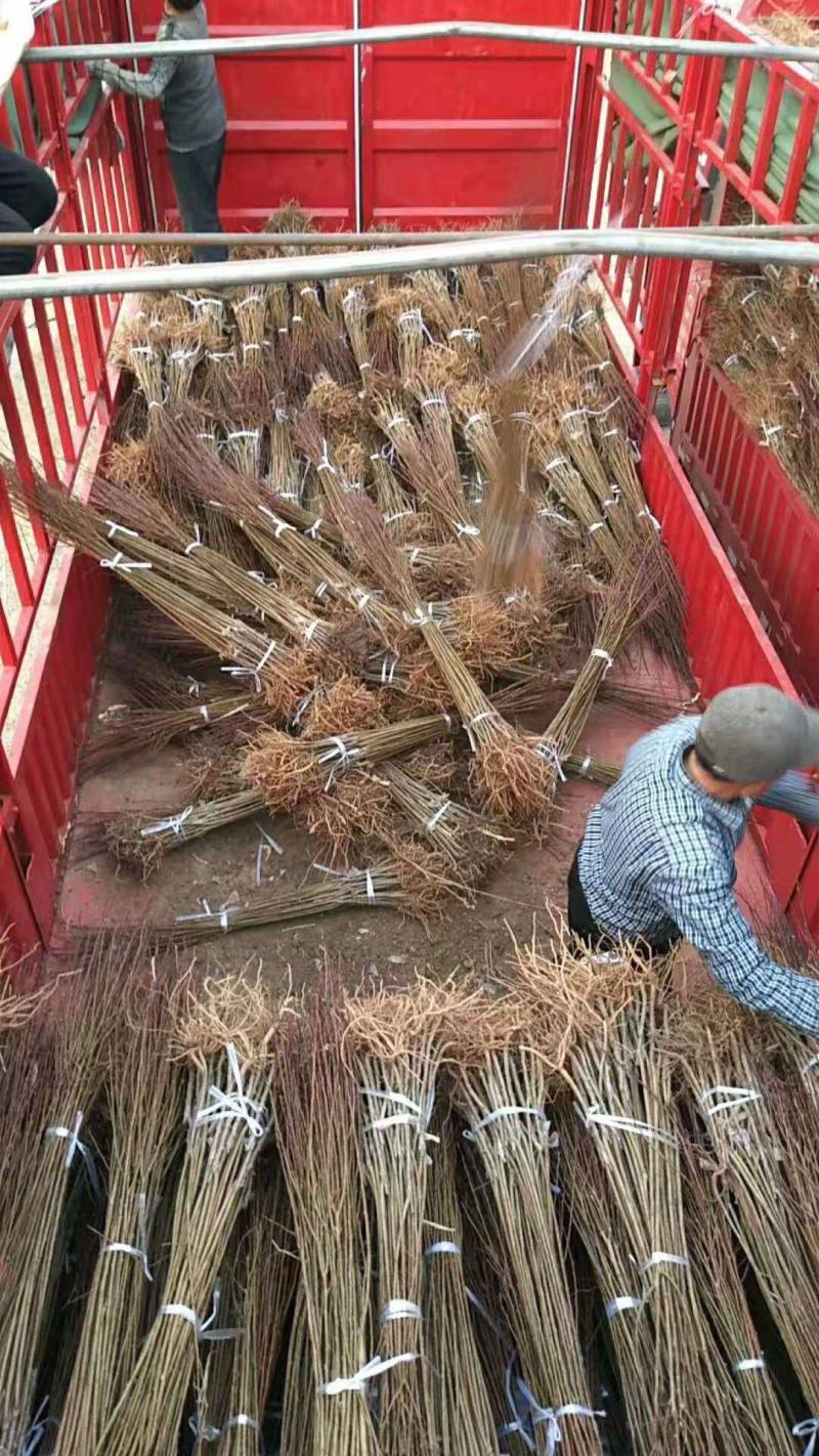美人醉李子嫁接苗包品种包结果死苗补发