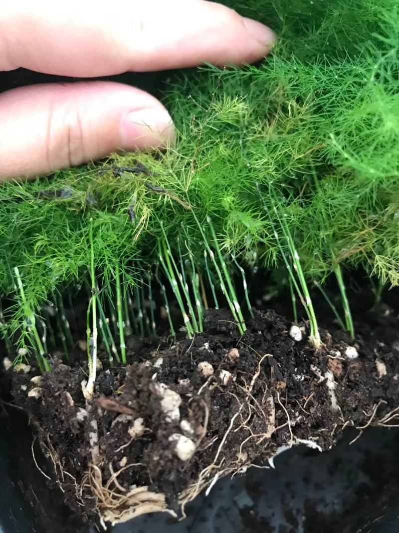 文竹种苗盆栽花卉室内观叶植物四季常青绿植