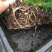 文竹种苗盆栽花卉室内观叶植物四季常青绿植
