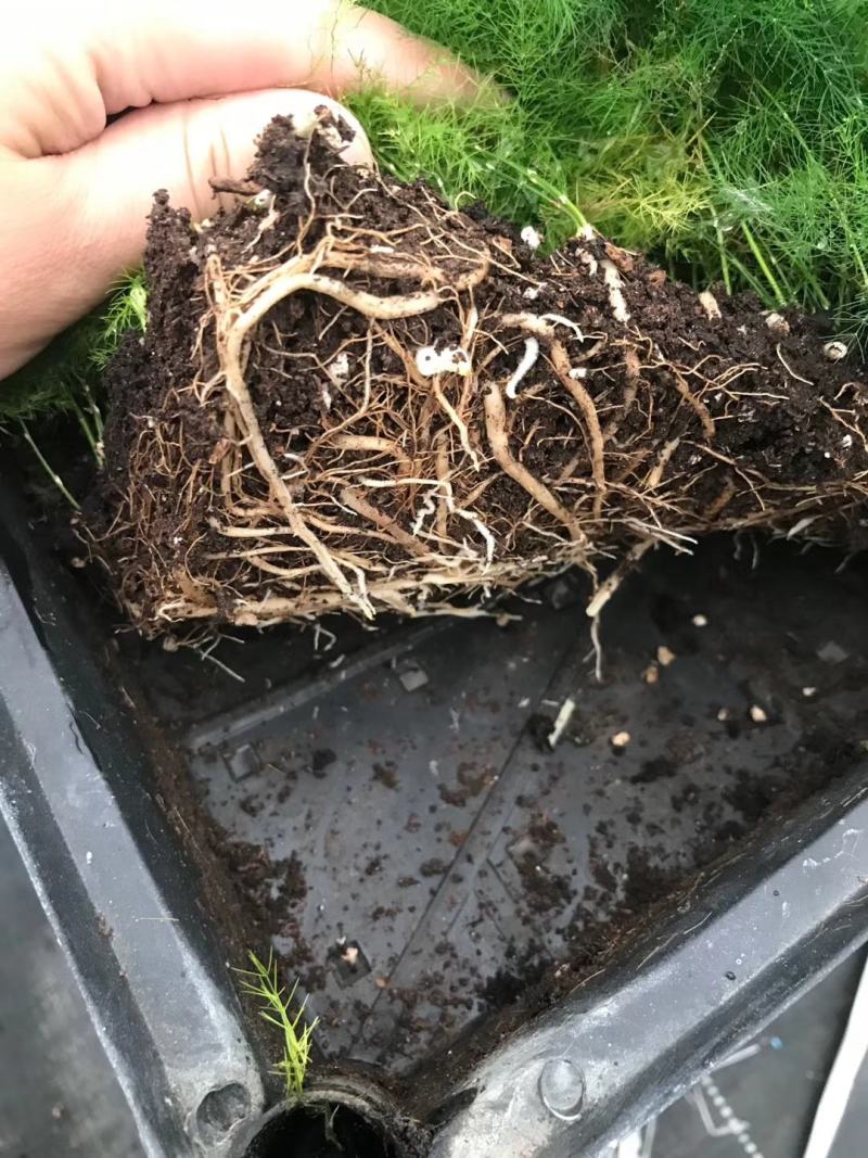 文竹种苗盆栽花卉室内观叶植物四季常青绿植