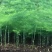 文竹种苗盆栽花卉室内观叶植物四季常青绿植